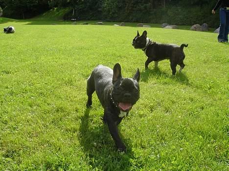 Fransk bulldog Chica - der er stadig krudt i mig! billede 16