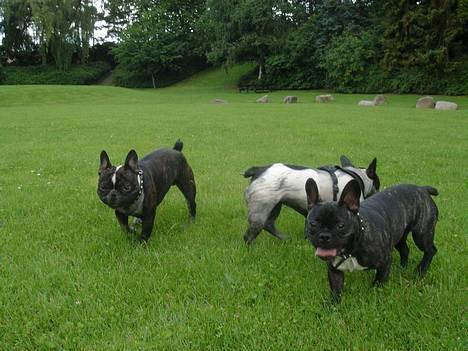 Fransk bulldog Chica - mine legekammerater....:o) billede 17