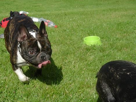 Fransk bulldog Chica - ja ja, jeg har en go røv Gizmo!! - ved det godt men hold dig li i skindet... billede 18