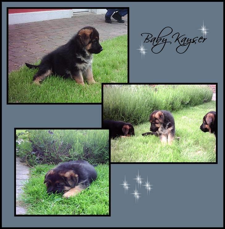 Schæferhund Kayser 30/4 05 - 16/1 06 billede 2