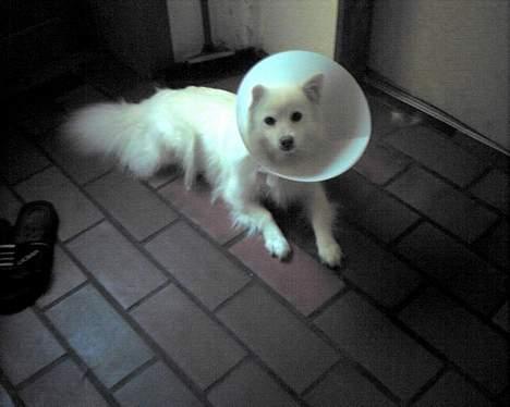 Japansk spids Emma - hun er blevet opprede i sit knæ så hun har den dumme krave på.. billede 1