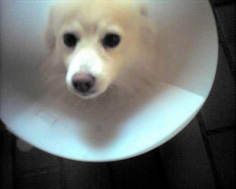 Japansk spids Emma - synd hun er opprede..øvøv billede 2