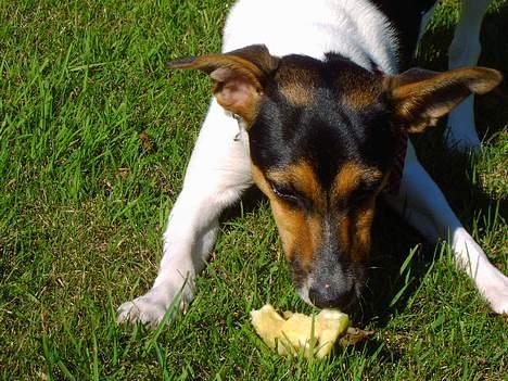 Dansk svensk gaardhund Bonnie<3.. - hmm.....æble.. billede 19