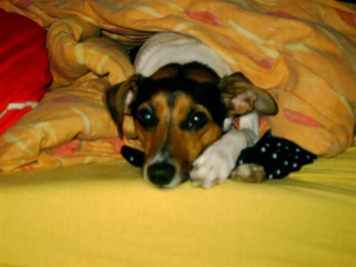 Dansk svensk gaardhund Bonnie<3.. billede 20