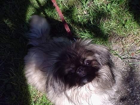 Pekingeser Tao *DØD* R.I.P billede 1