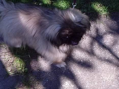 Pekingeser Tao *DØD* R.I.P billede 2