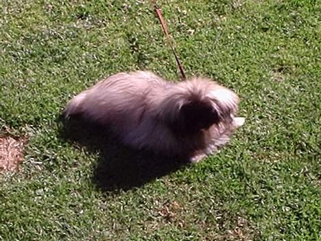 Pekingeser Tao *DØD* R.I.P billede 3