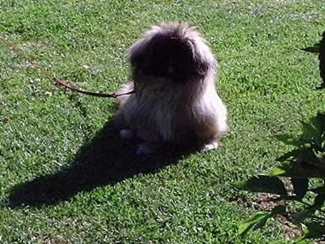 Pekingeser Tao *DØD* R.I.P billede 4