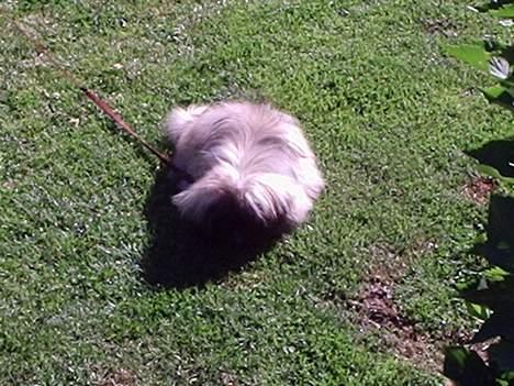 Pekingeser Tao *DØD* R.I.P billede 5