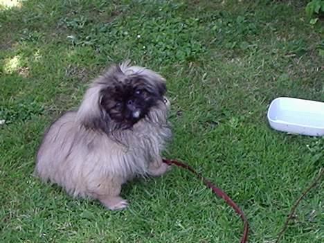 Pekingeser Tao *DØD* R.I.P billede 6