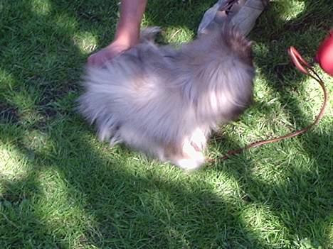 Pekingeser Tao *DØD* R.I.P billede 7
