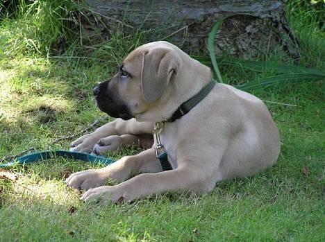 Boerboel ~ Victor ~ R.I.P - Fotografen er ikke så spændende som alt det andet billede 3