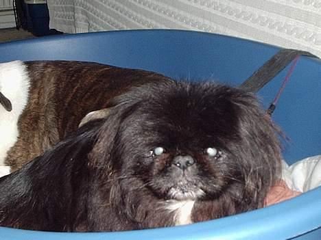 Pekingeser Lulu *DØD* R.I.P billede 1