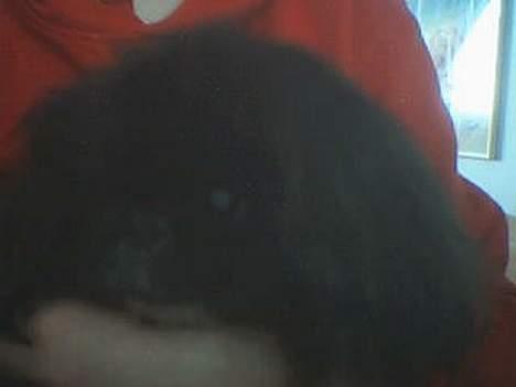Pekingeser Lulu *DØD* R.I.P billede 2