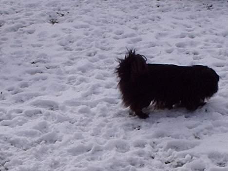 Pekingeser Lulu *DØD* R.I.P billede 3