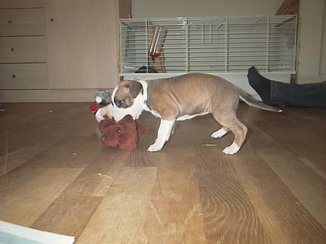 Amerikansk staffordshire terrier Kira død 2008 billede 2