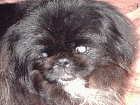 Pekingeser Lulu *DØD* R.I.P billede 4
