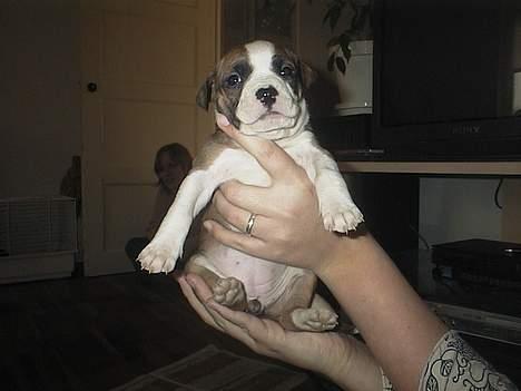 Amerikansk staffordshire terrier Kira død 2008 billede 3