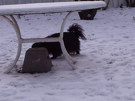 Pekingeser Lulu *DØD* R.I.P billede 5