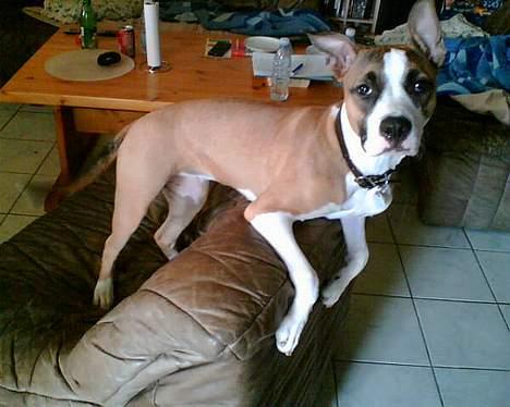 Amerikansk staffordshire terrier Kira død 2008 billede 4