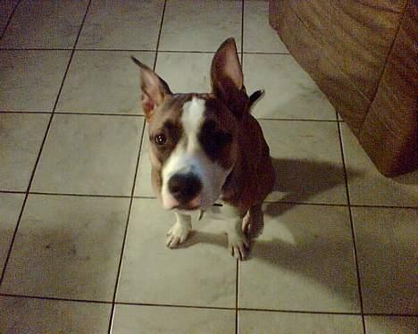 Amerikansk staffordshire terrier Kira død 2008 billede 5