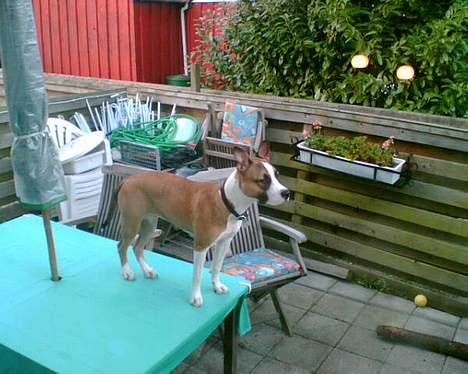 Amerikansk staffordshire terrier Kira død 2008 billede 6