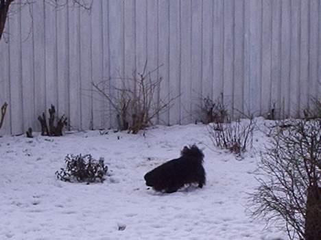 Pekingeser Lulu *DØD* R.I.P billede 6