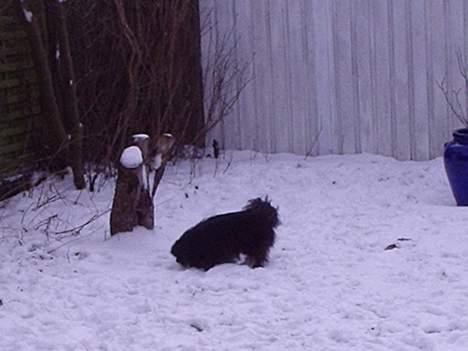 Pekingeser Lulu *DØD* R.I.P billede 7