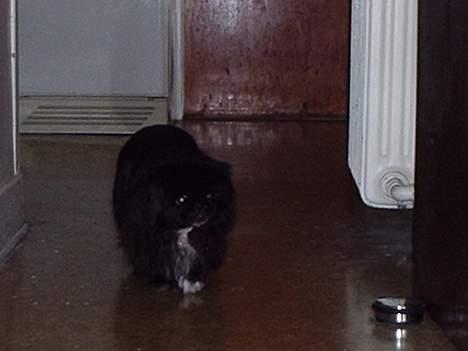 Pekingeser Lulu *DØD* R.I.P billede 8