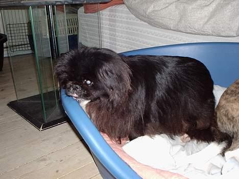 Pekingeser Lulu *DØD* R.I.P billede 9