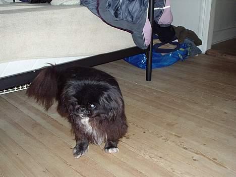 Pekingeser Lulu *DØD* R.I.P billede 10