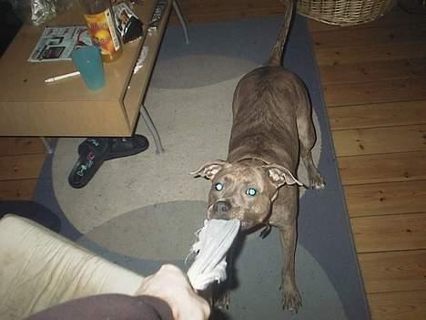 Amerikansk staffordshire terrier kaja - Mig og min far kæmper billede 11