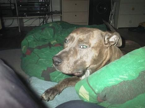 Amerikansk staffordshire terrier kaja - hey dynen matcher mine øjne billede 12