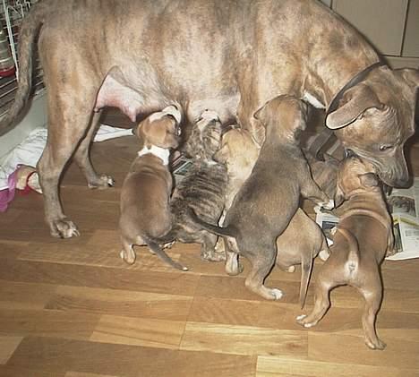 Amerikansk staffordshire terrier kaja - Det er hårdt arbejde at være mor billede 13