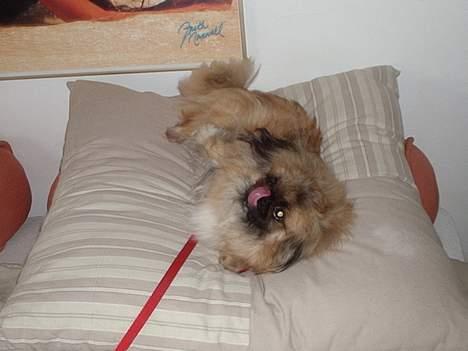 Pekingeser Mille >> Fars Trunte<< billede 12