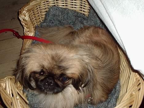 Pekingeser Mille >> Fars Trunte<< billede 13