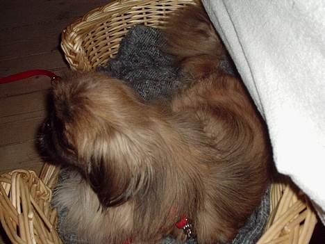 Pekingeser Mille >> Fars Trunte<< billede 14