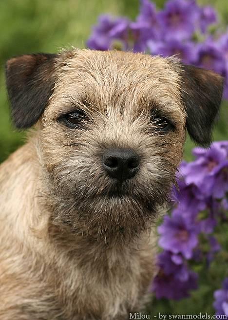 Border terrier DKAGCH, SP3  "Milou" - Jamen jeg ved det godt mor - jeg ER bare lækker..!! Taget af swanmodels.com billede 1