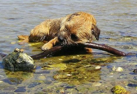 Border terrier DKAGCH, SP3  "Milou" - Sidder og nyder min pind i vandet ved Bogense billede 2