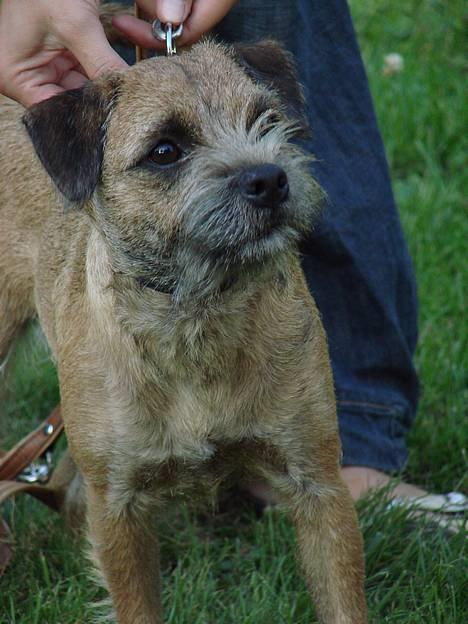 Border terrier DKAGCH, SP3  "Milou" - Ja det er fint mor, slip mig nuuuuu.. billede 3