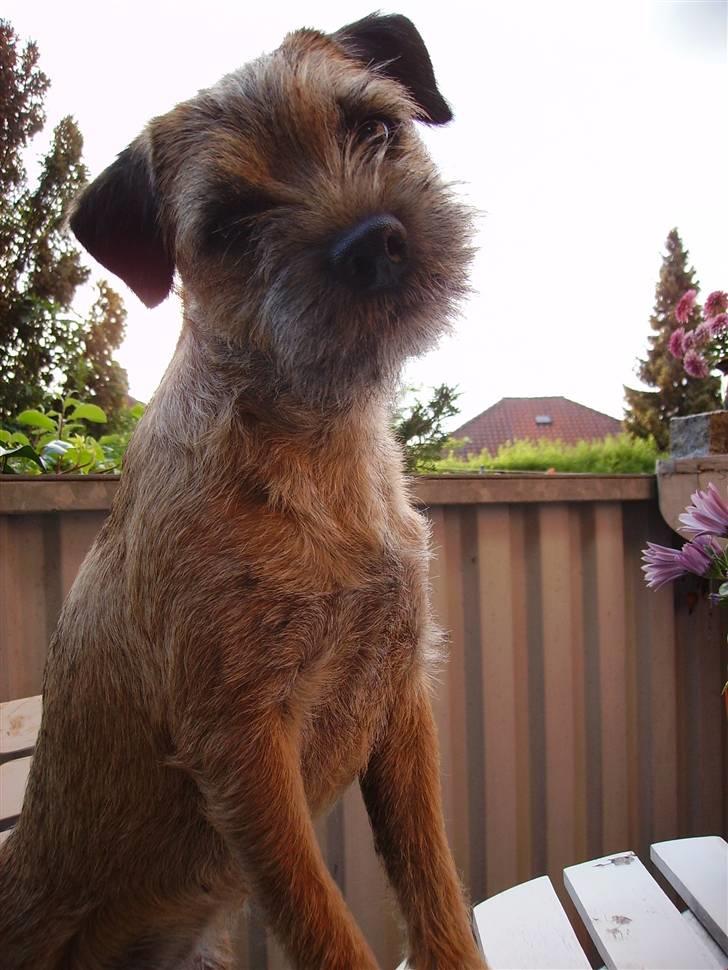 Border terrier DKAGCH, SP3  "Milou" - Må man ikke stå på bordet siger du ?? billede 4