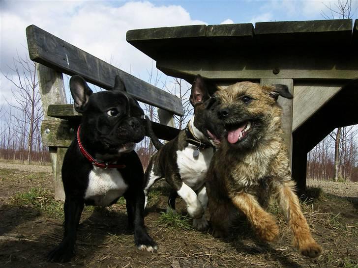 Border terrier DKAGCH, SP3  "Milou" - Leger vildt.. billede 5