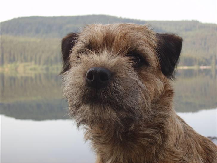 Border terrier DKAGCH, SP3  "Milou" - Pretty face billede 6