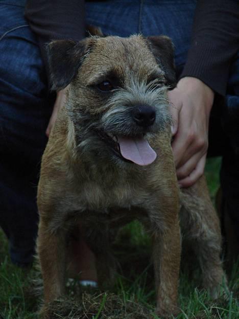 Border terrier DKAGCH, SP3  "Milou" - Slip mig så mor så jeg kan komme til at løbe agility... billede 7