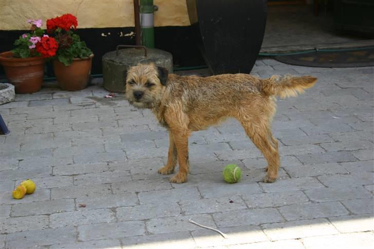 Border terrier DKAGCH, SP3  "Milou" - Står i Ninas have. billede 8