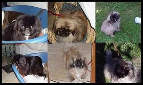 Pekingeser Lulu *DØD* R.I.P billede 11