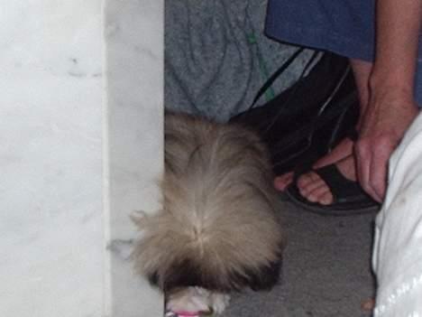 Pekingeser Tao *DØD* R.I.P billede 9