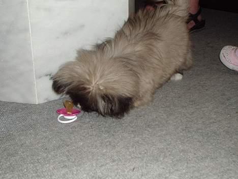 Pekingeser Tao *DØD* R.I.P billede 10