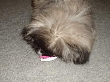 Pekingeser Tao *DØD* R.I.P billede 11