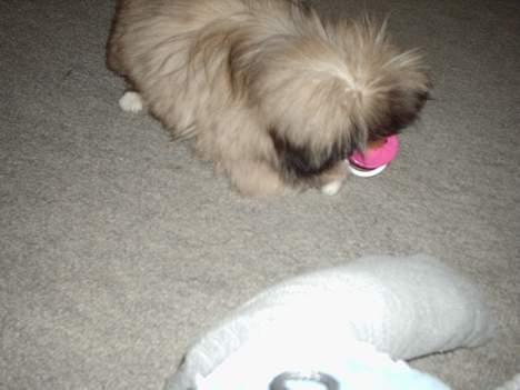 Pekingeser Tao *DØD* R.I.P billede 12